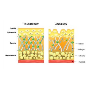 Elastin peptide（2）